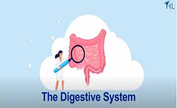 digestive-system